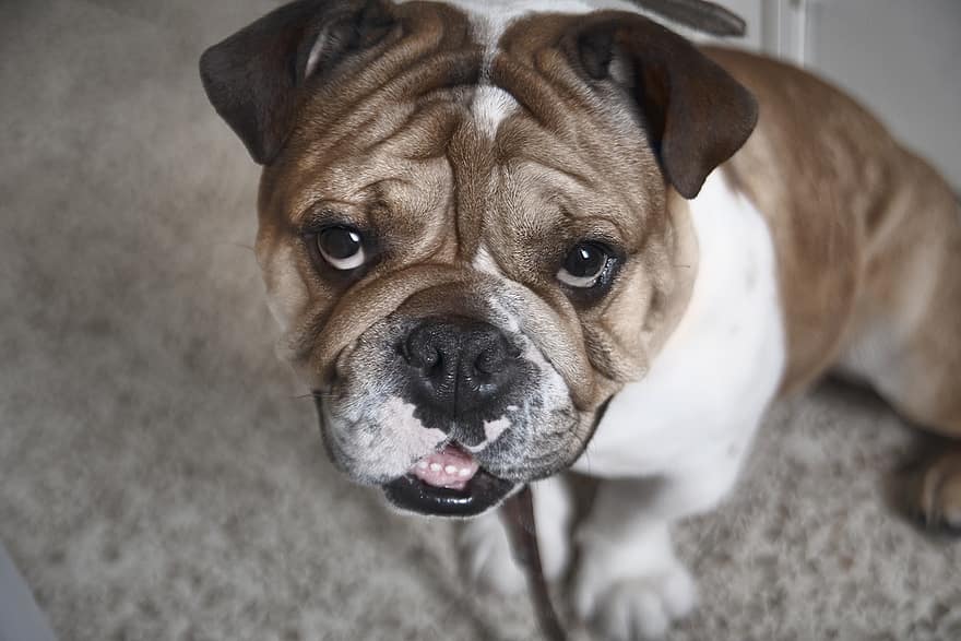 Are Toy English Bulldogs Extinct