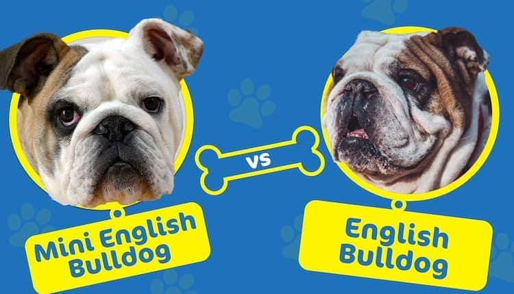 mini english bulldog vs english bulldog