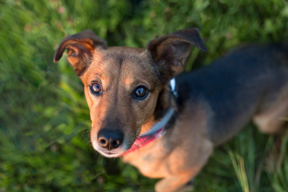 Fox terrier dachshund store mix