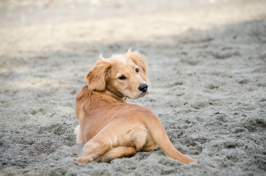 Forventning sort Barnlig Miniature Golden Retriever Breed Info, Pictures, Puppies, Traits & Facts |  Hepper