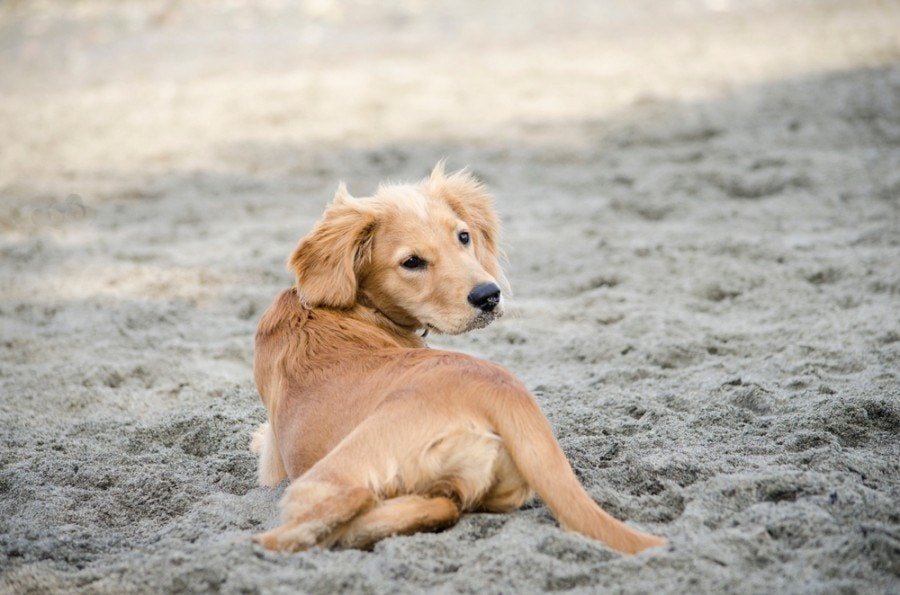 Miniature Golden Retriever Breed Info