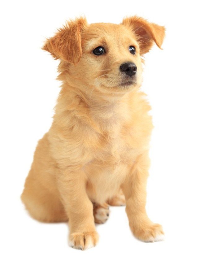 Miniature Golden Retriever Breed Info