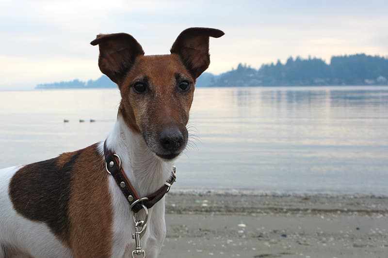 mini scottish fox terrier on beach