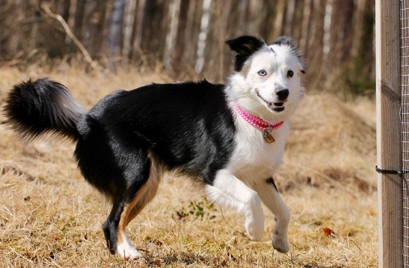 miniature american shepherd running outdoor