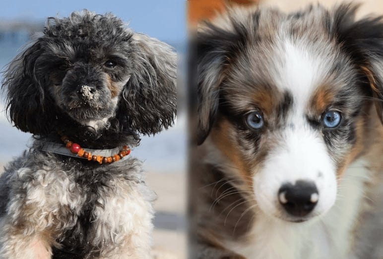 mini shepherd doodle