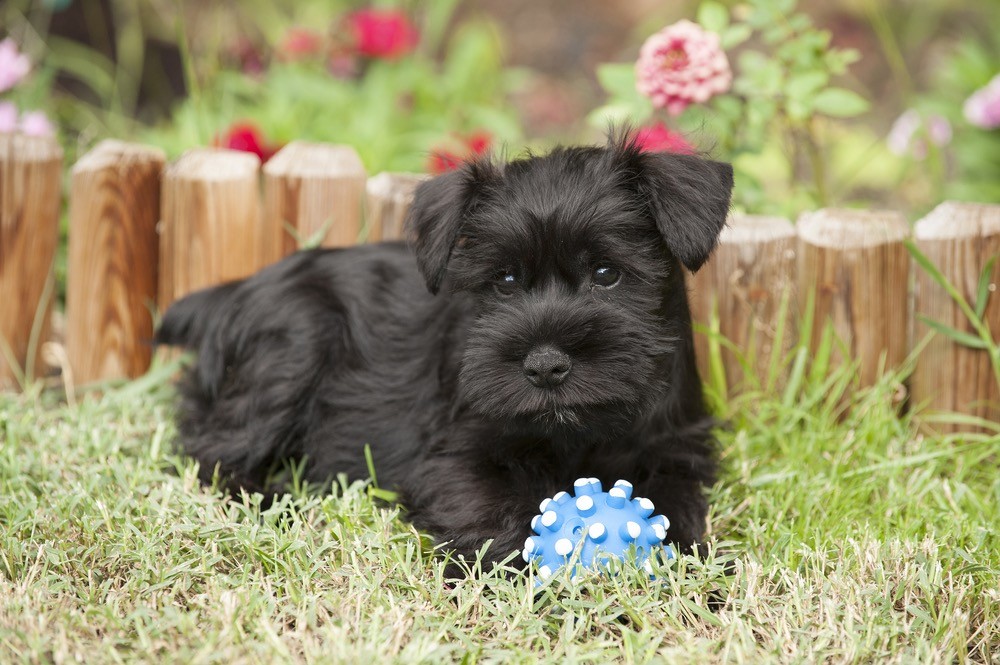 miniature schnauzer pug