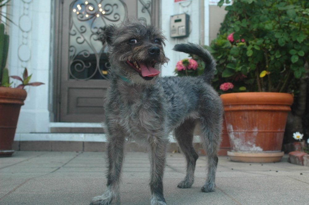 miniature wire haired schnauzer