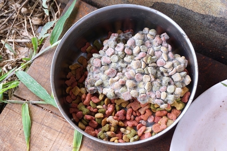 what happens if dog eats moldy bread