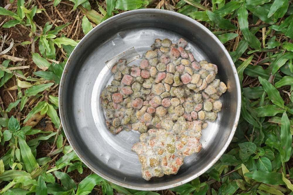 moldy dog food
