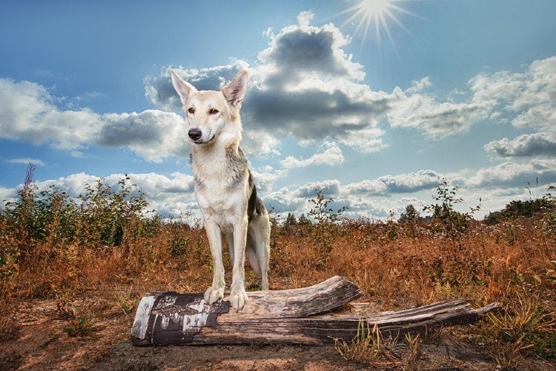 mongrel dog in countryside