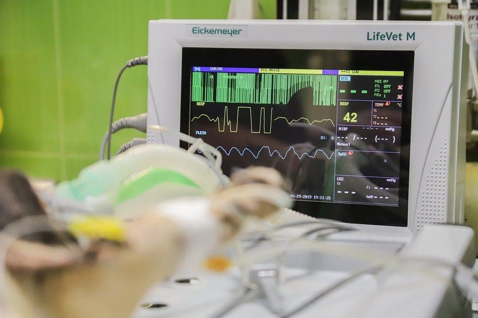monitoring dog's heartbeat