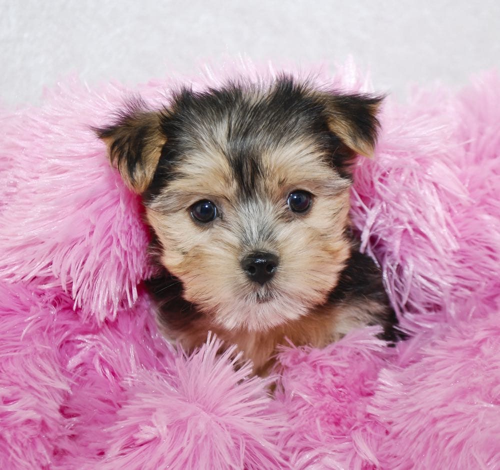 morkie puppy pink blanket