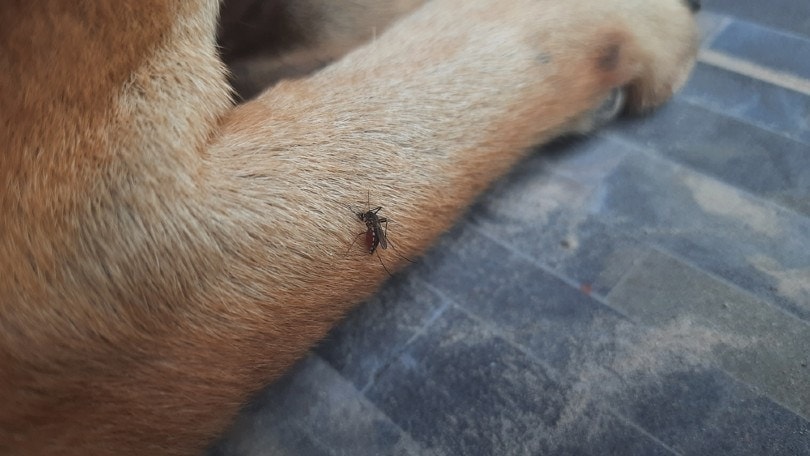 mosquito bites dog
