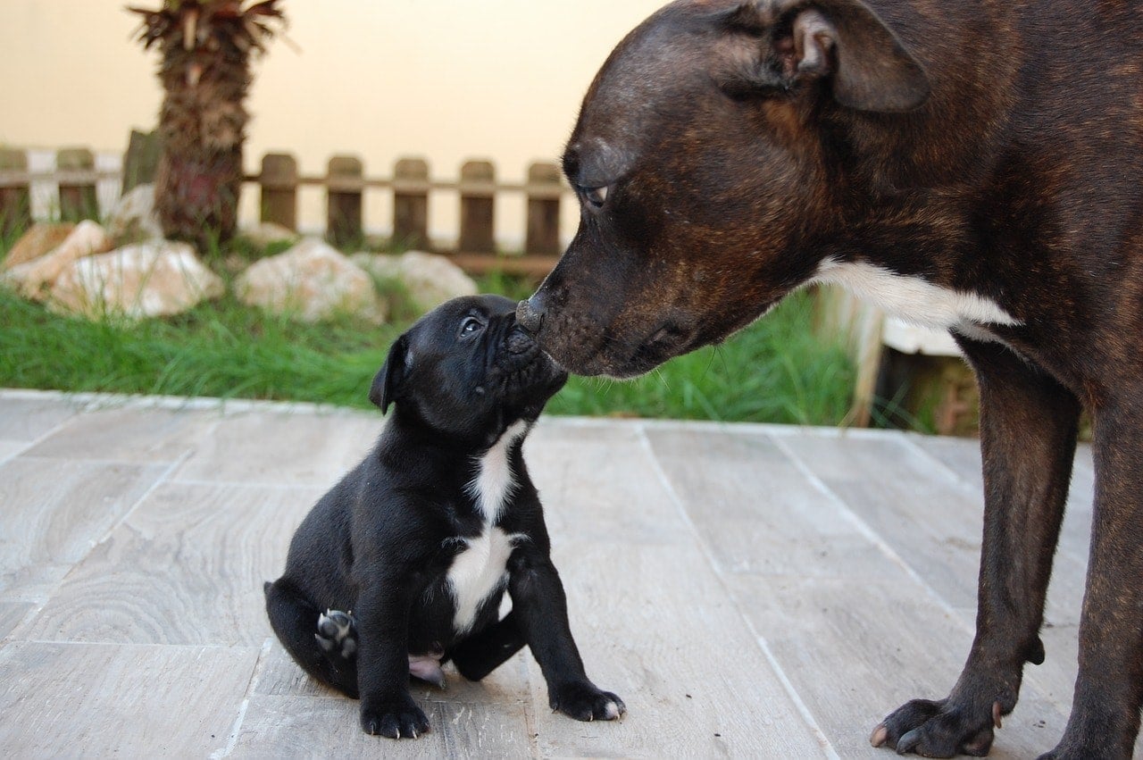 mother and puppy staffy