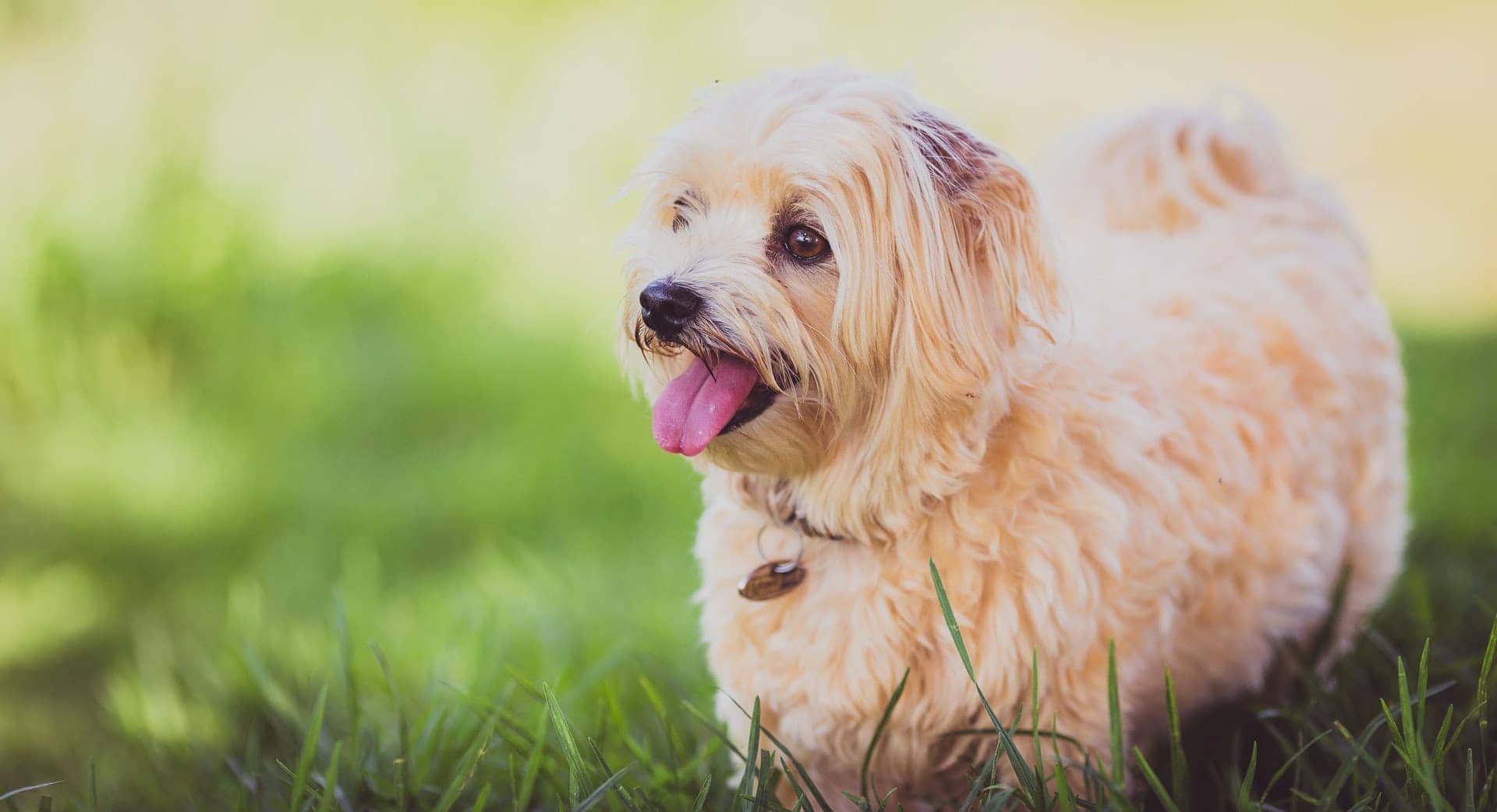 Maltese blonde