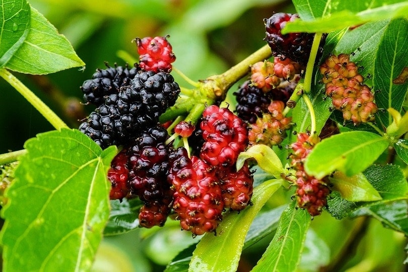 Maulbeeren wachsen draußen