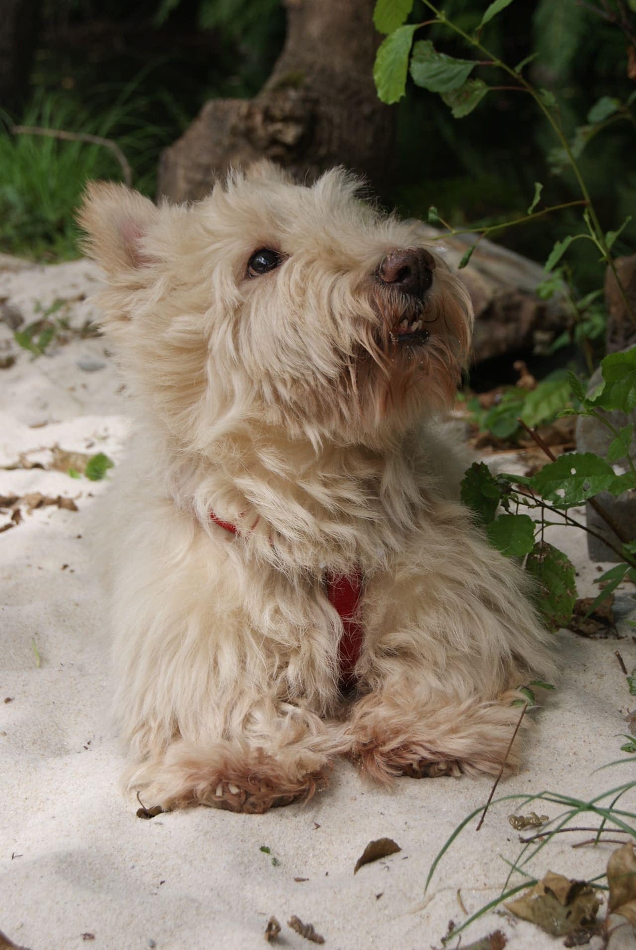 scottish terrier