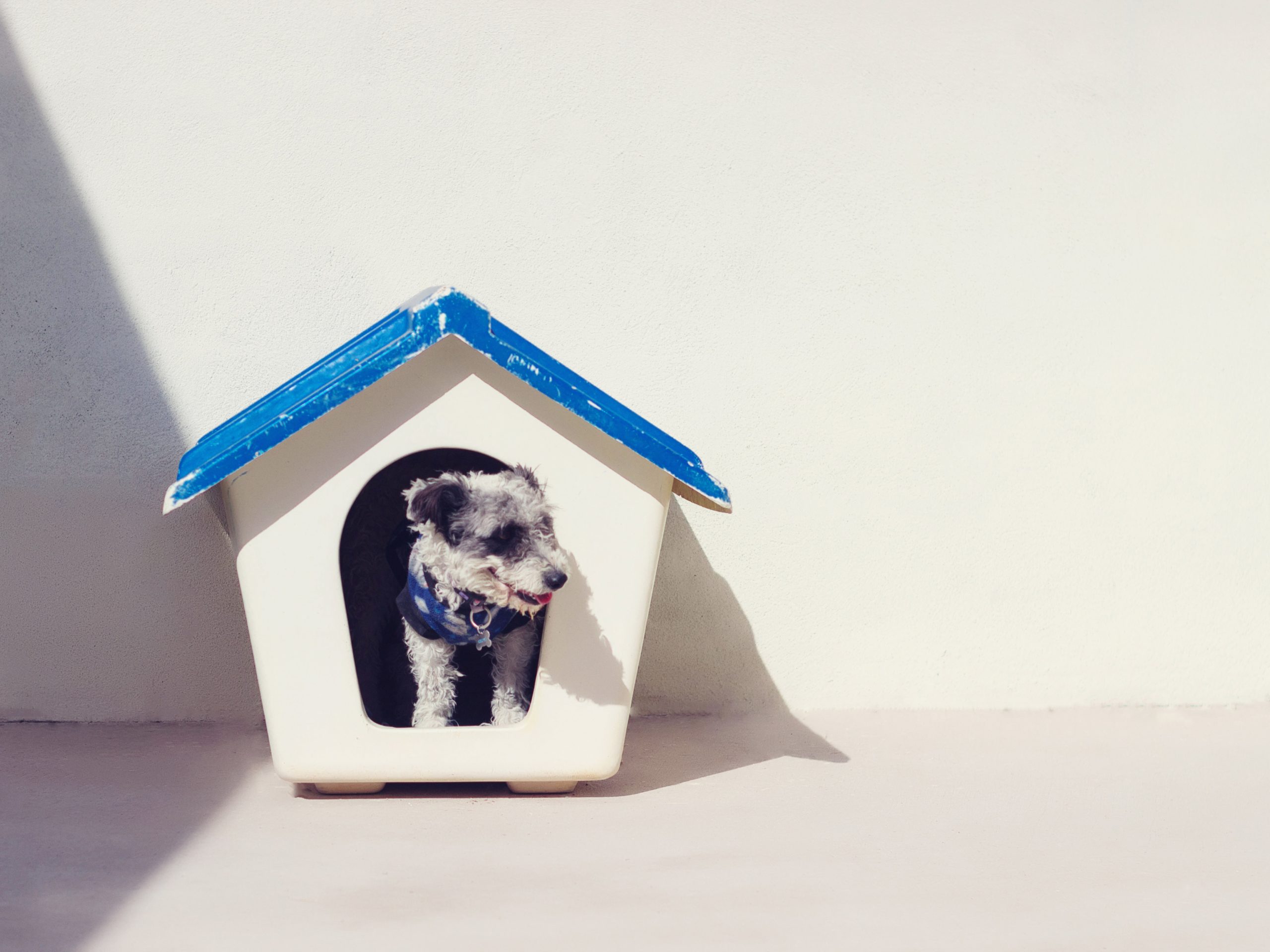 What size house does my dog need?