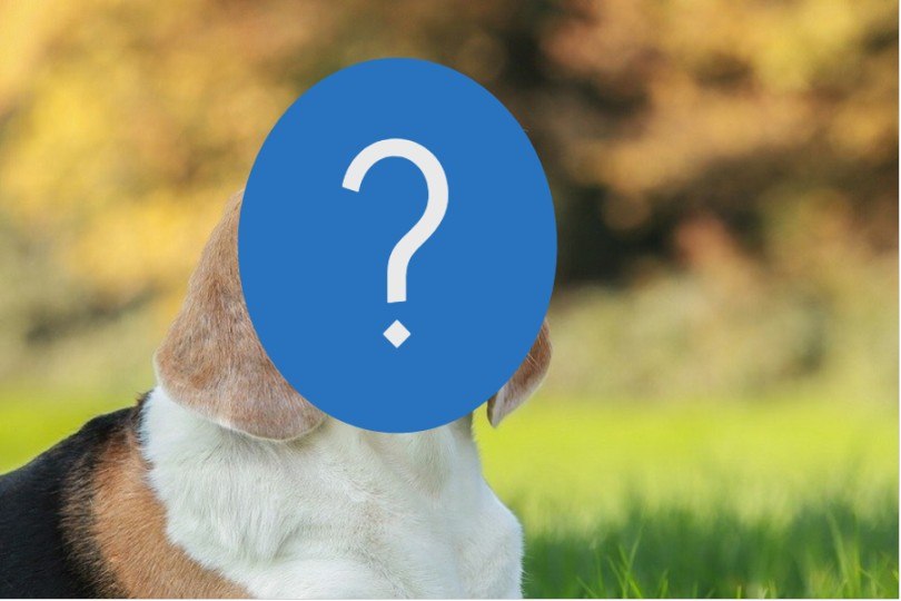 What Kind Of Dog Is Snoopy Hepper