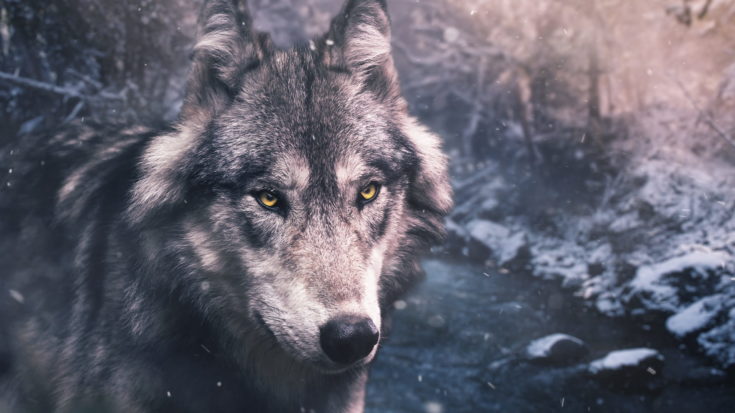 native american dog silver wolf