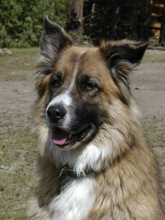 saint shepherd