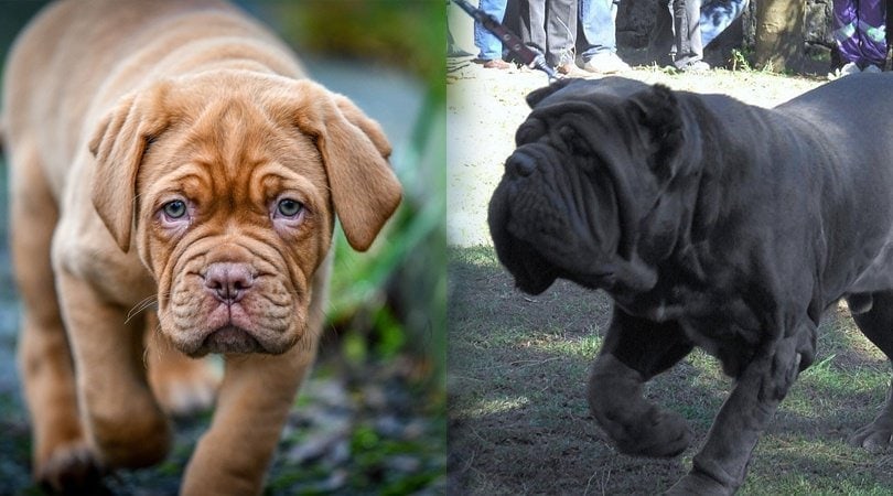 neapolitan dogue de bordeaux