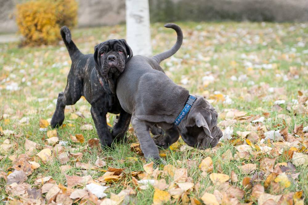 neo bullmastiff puppies