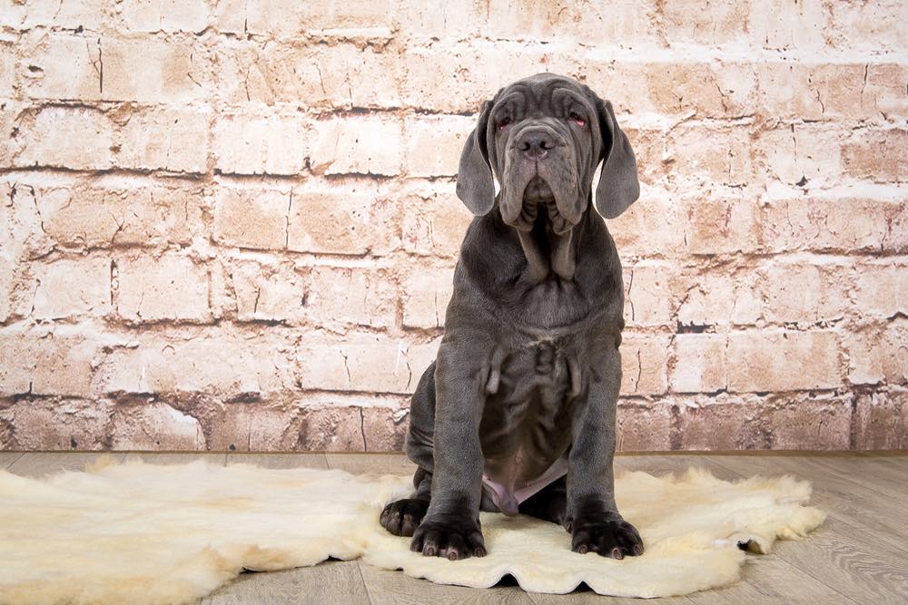 neo bullmastiff