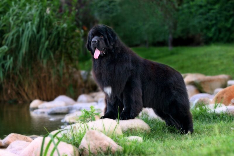 do newfoundland dogs bark a lot