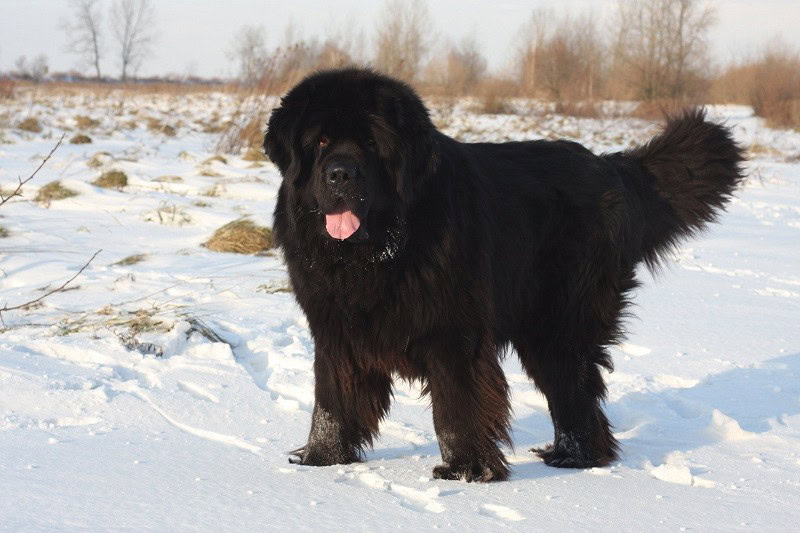 newfoundland