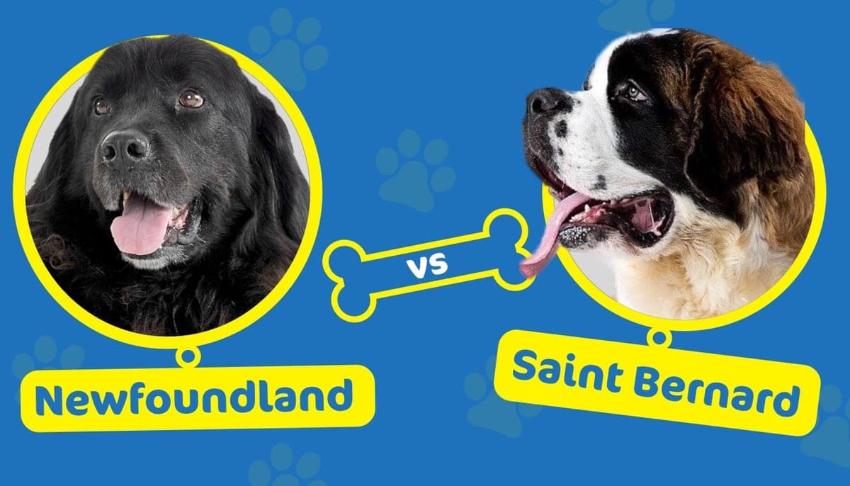 newfoundland vs saint bernard