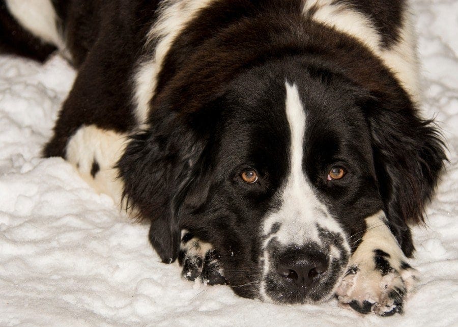 newfoundland black and white