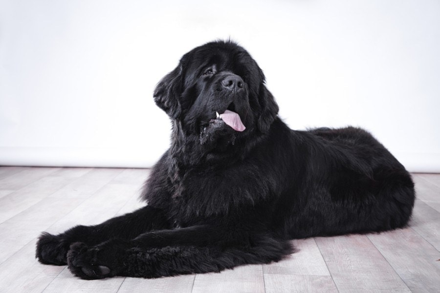Newfoundland dog food cost outlet