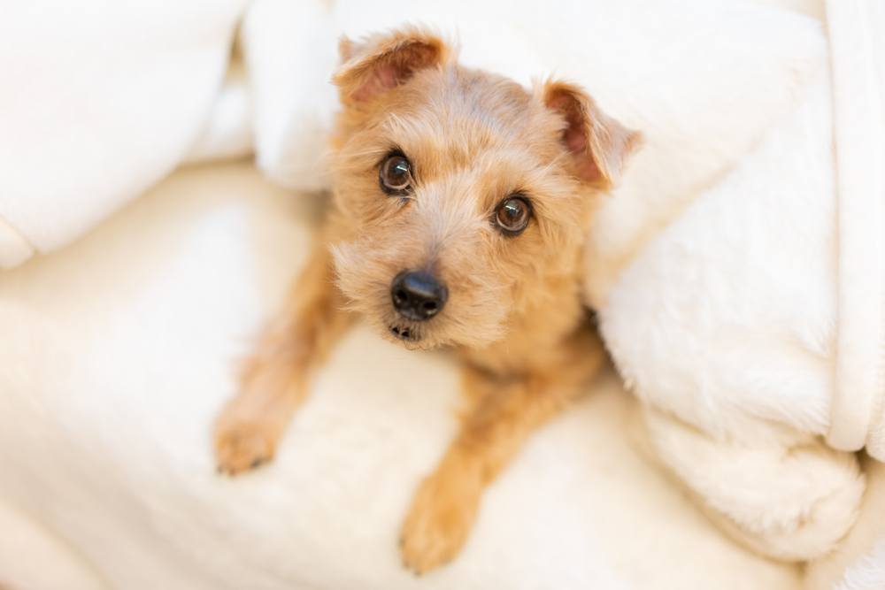 are norfolk terriers cuddly