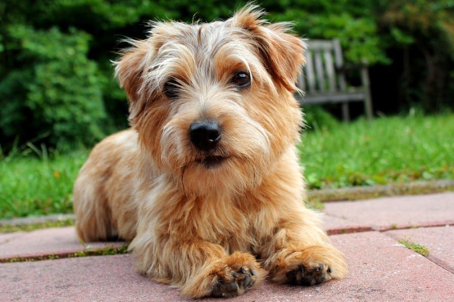 Norfolk sales terrier black