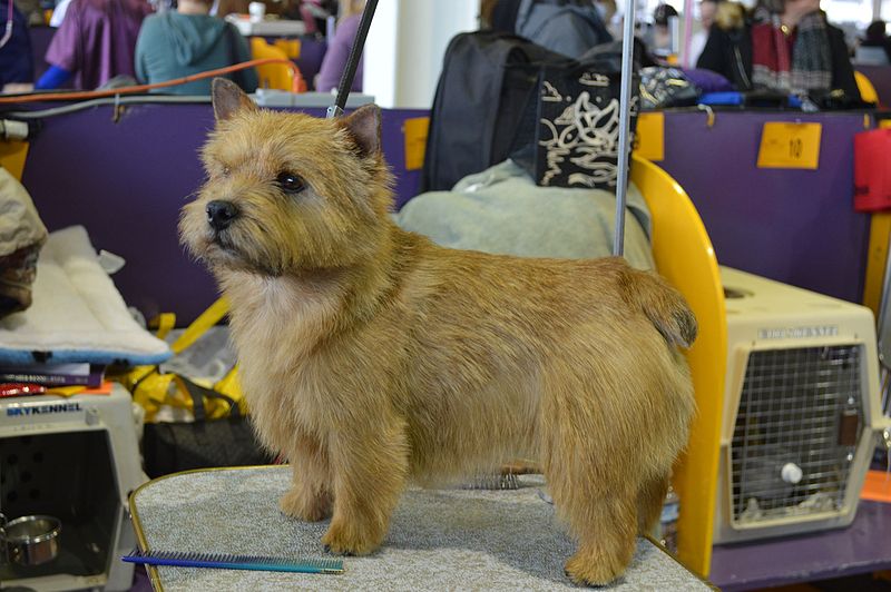 norwich terrier tiny