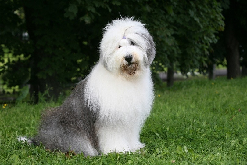 How Expensive Is It to Own an Old English Sheepdog?