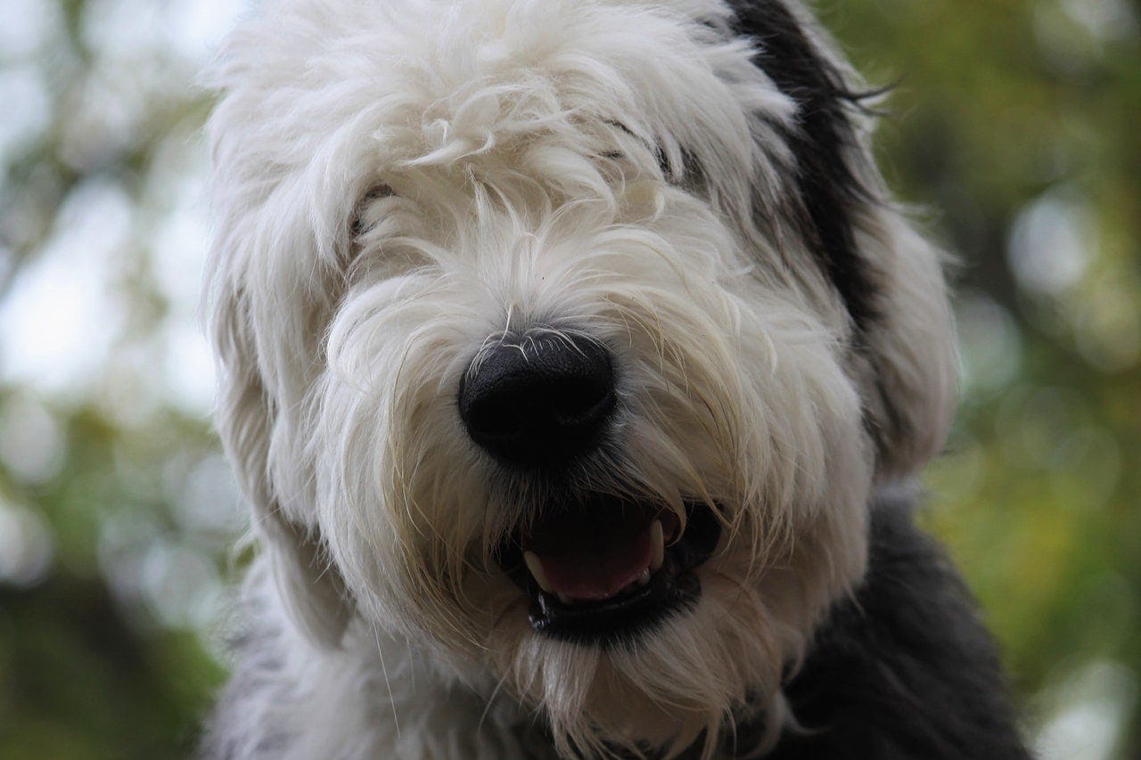 How Expensive Is It to Own an Old English Sheepdog?