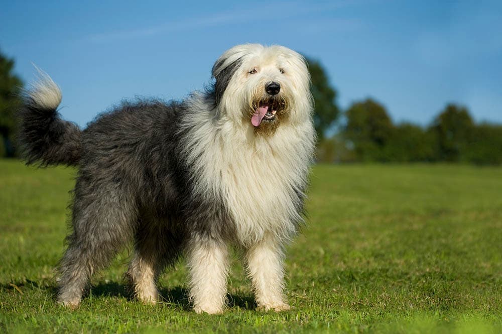 old english sheepdog in the field