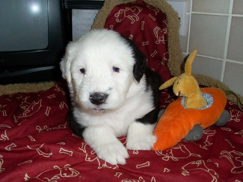 old english sheepdog puppy