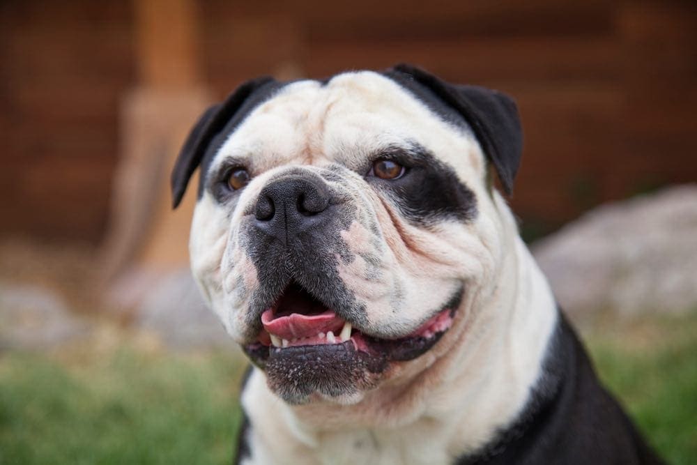 olde english bulldogge smiling