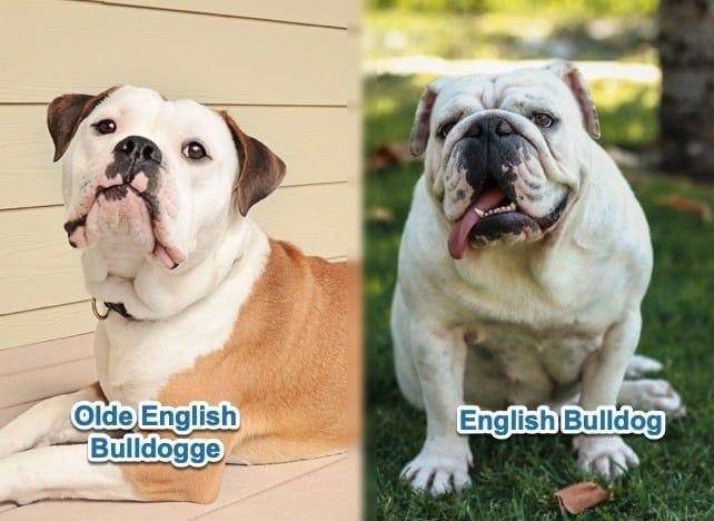 olde english bulldogge vs english bulldog