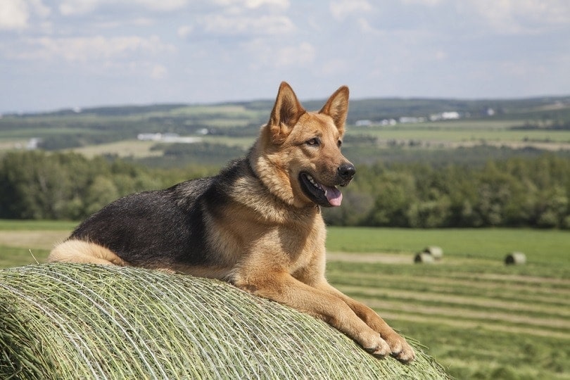 one year old German Shepherd female_Lurin_shutterstock