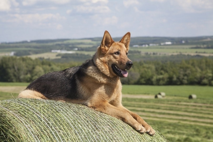 one year old German Shepherd female