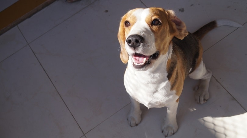 one year old female beagle