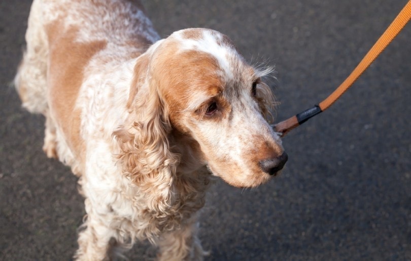 orange roan cocker spaniel