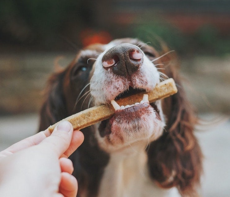 organic dog treats