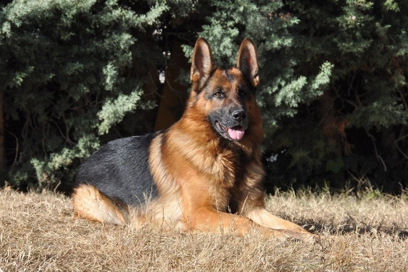 overweight german shepherd dog lying on grass