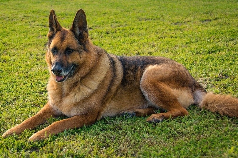 overweight german shepherd dog
