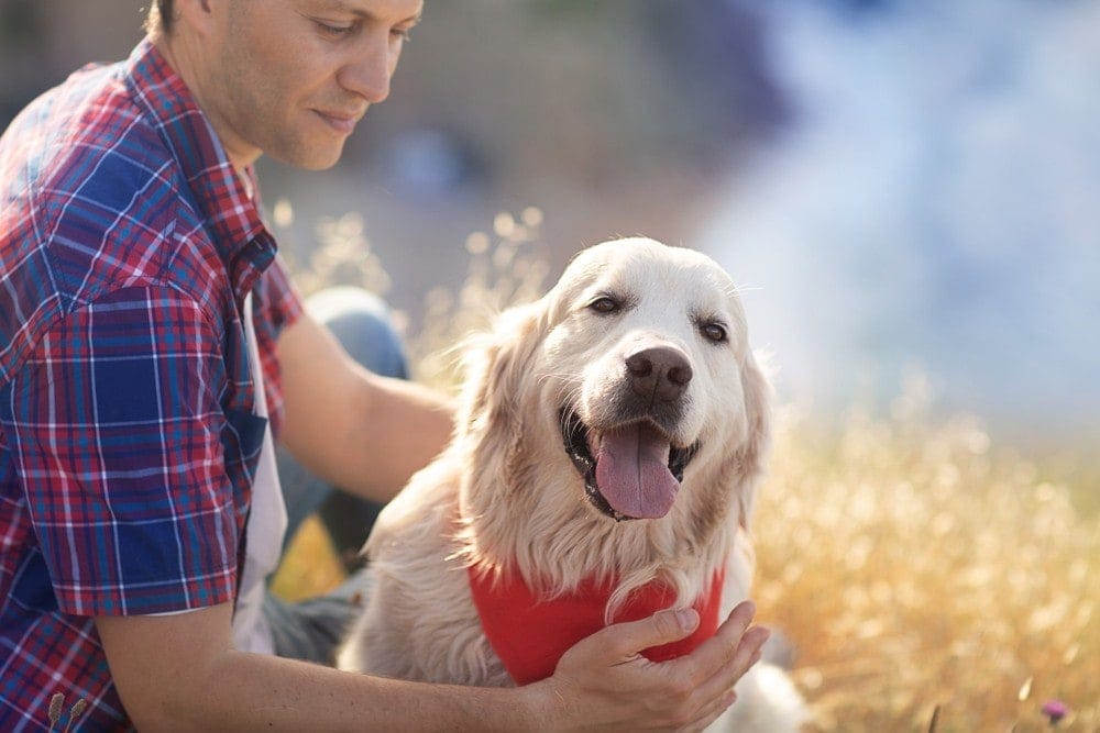 smiling dog in red bandanna